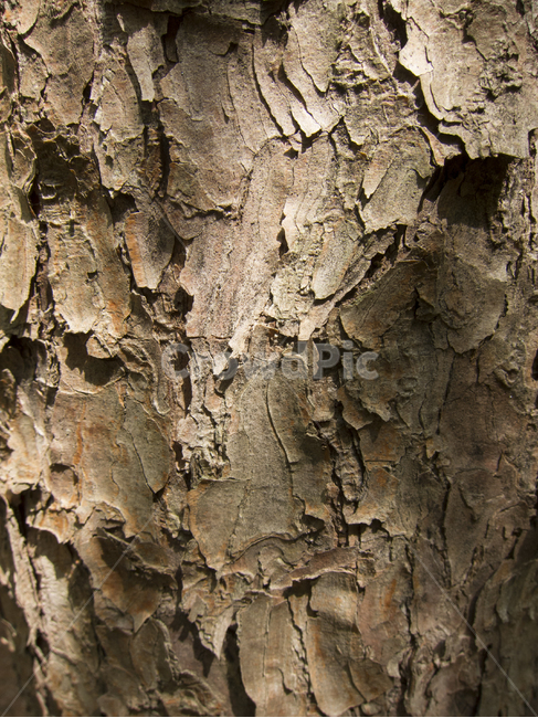 나뭇결,무늬,나무색,거친면,나무느낌,나무,trees,wood