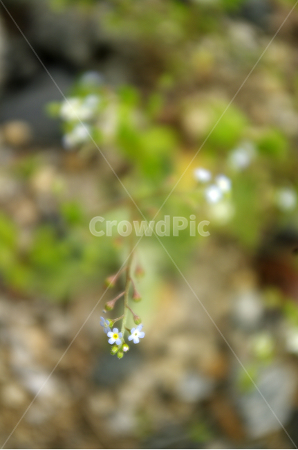 꽃,들꽃,flower,plant,식물,식물,자연,plants,nature,꽃,flower