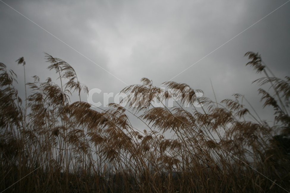 겨울,갈대,억새,흐림,하늘,구름,plant,식물,grass,lawn,잔디,reed