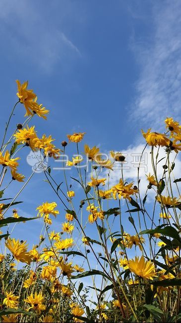 sky,yellow flower,outdoor flower garden,wild flowers,garden