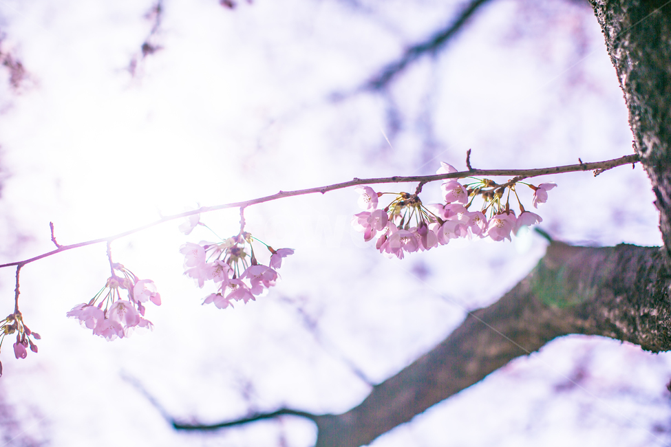 봄,벚꽃,꽃나무,꽃놀이,분홍색,봄풍경,cherryblossom,벚나무,벚꽃놀이,pink