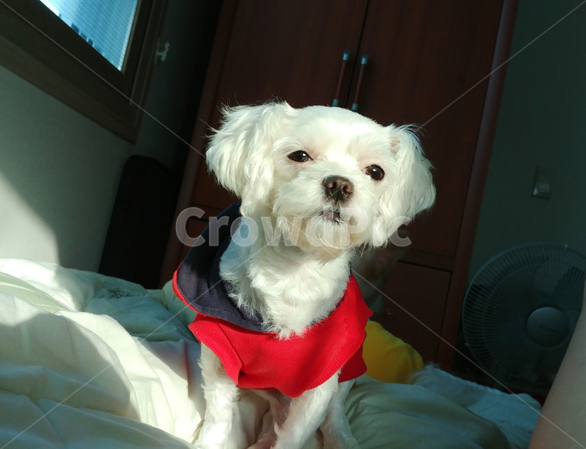 강아지,아련,애완견,puppy,동생