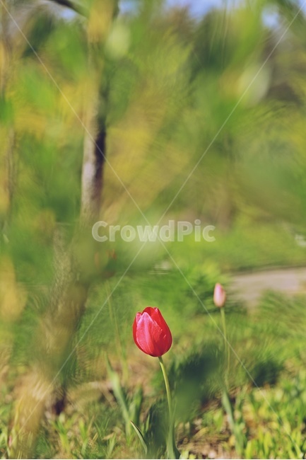 튤립,빨간튤립,정원,나무,녹색,공원,tulip,red,green,park,garden,식물,자연,plants,nature,꽃,flower