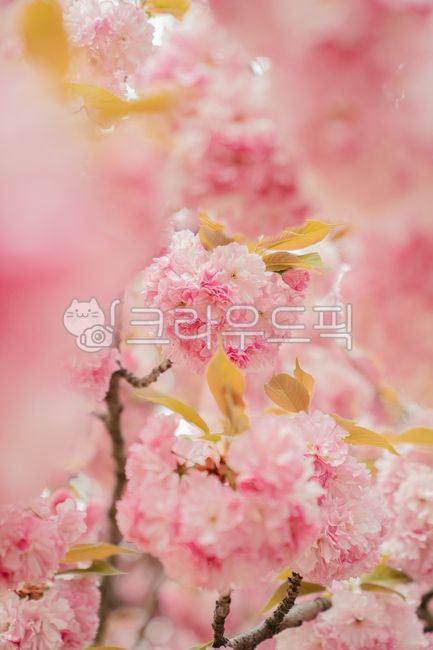 flower,꽃,꽃잎,cherryblossom,벚꽃,겹벚꽃