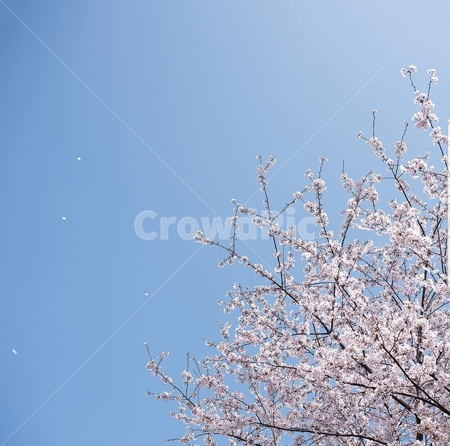 벚꽃,나무,봄,풍경,감성,꽃,식물
