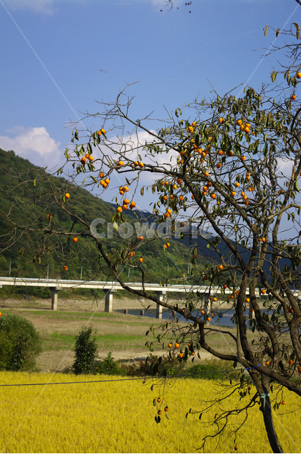 감나무,나무,시골,풍경,가을,열매,nature,자연