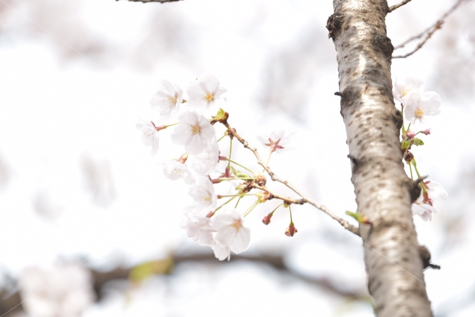 벚꽃,나무,자세함,가족,석촌호수,봄,계절,spring,season,식물,자연,plants,nature,꽃,flower,plant
