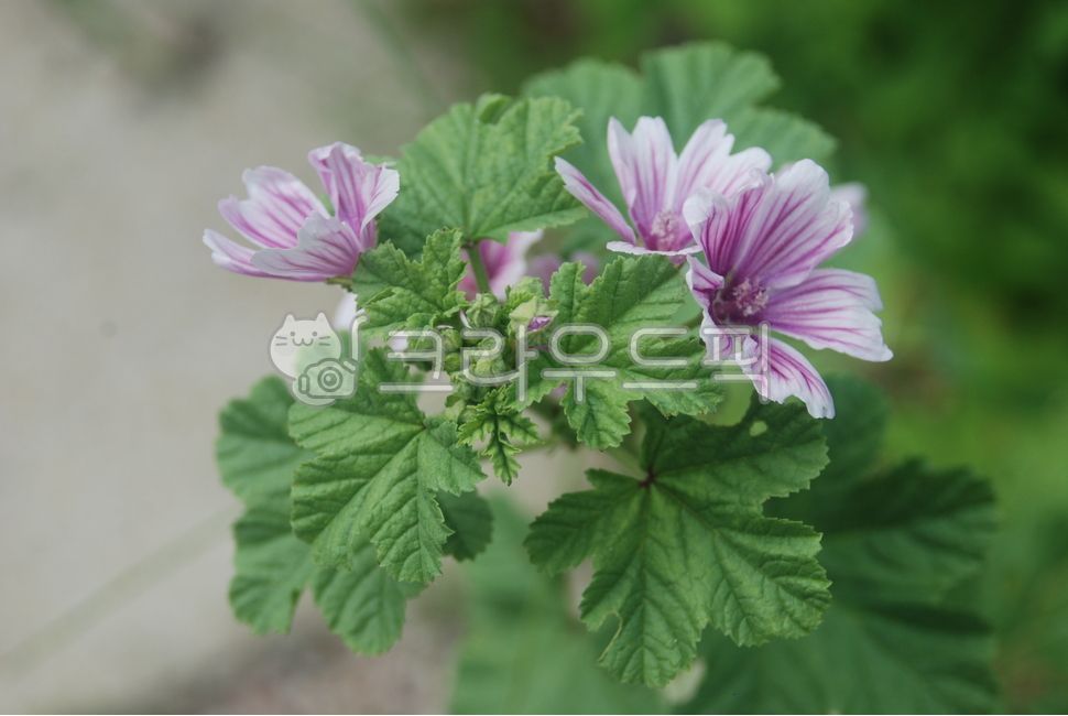 당아욱꽃,금규,말로우꽃,동규자,아욱꽃