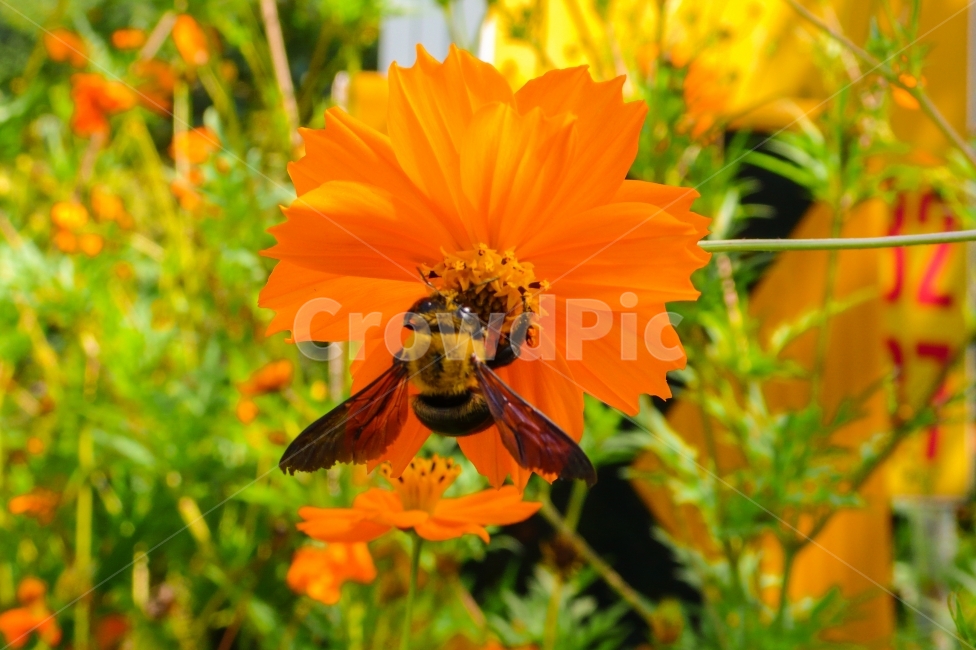 벌,꽃,봄,계절,코스모스,곤충,날개,자연,nature,flower,bee,감성,감성적인,감성사진,가을,꽃잎,plant,나무,식물,꽃밭,fall,autumn,season,휴식,힐링,rest,relaxation,healing,plants,flowe,r감성,sensiblefeeling,색깔,색상,색채,색감,color,sense,colorsensitivity,feelingofcolorplantblosso,식물,자연,plants,nature,꽃,flower,동물,animal,곤충,벌레,insect,bug