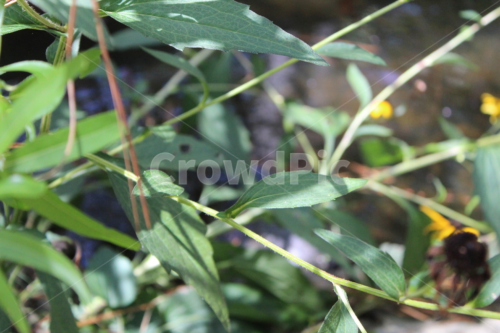 자연,풀,초록색,잎,나뭇잎,식물,자연,plants,nature