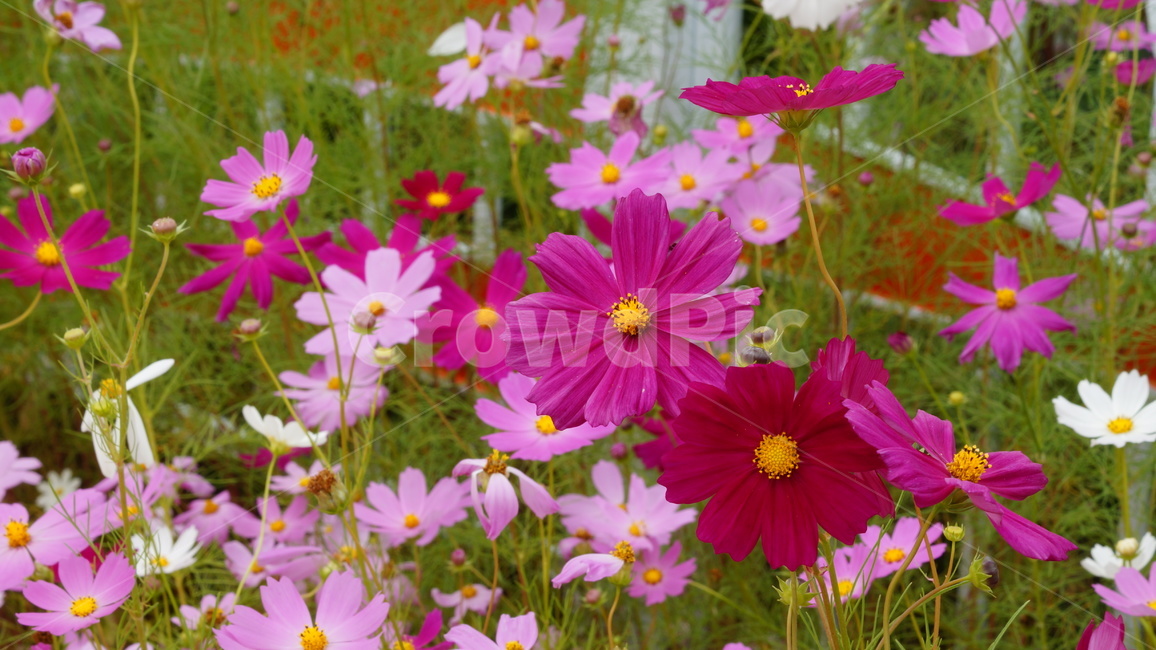 꽃,꽃길,식물,코스모스,코스모스축제,가을,계절,fall,autumn,season,식물,자연,plants,nature,꽃,flower,plant,blossom,petal,꽃잎