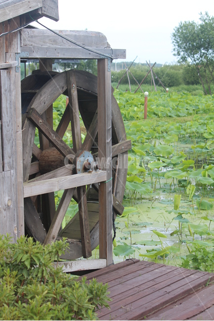 연잎,물레방아,물,봄,여름,개구리,왕눈이,자연,풍경,nature,landscape,한국자연풍경,한국자연경관,korea nature landscape,machine,기계