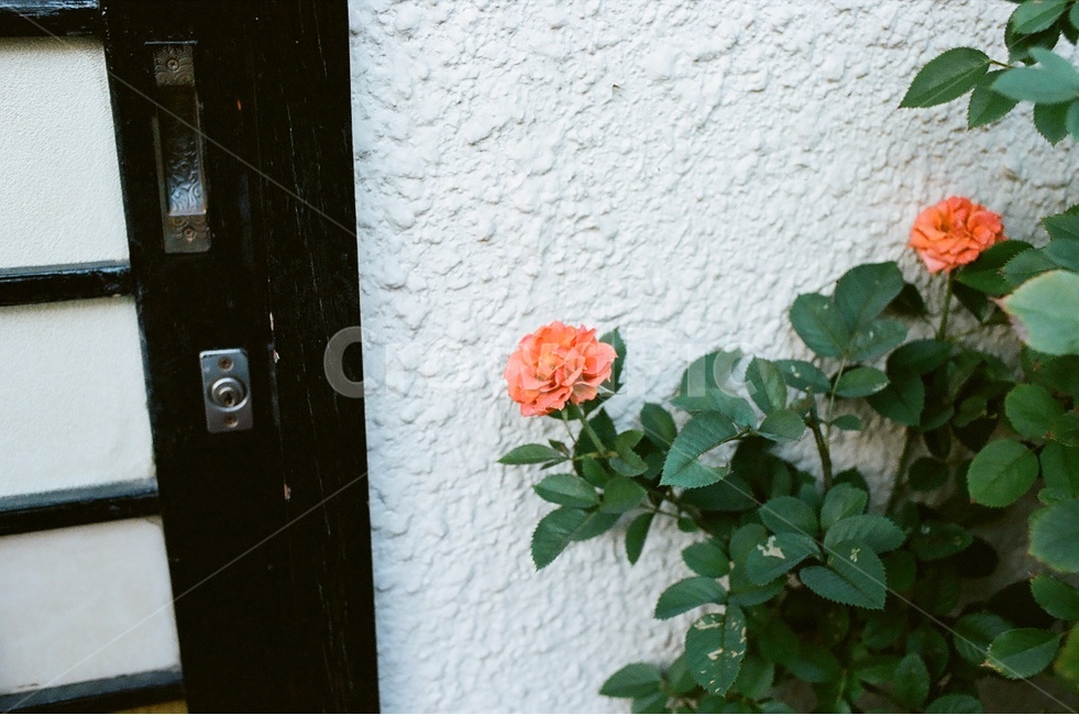 꽃,차분함,어두움,감성사진,일본,식물,자연,plants,nature,꽃,flower,감성,sensible,feeling