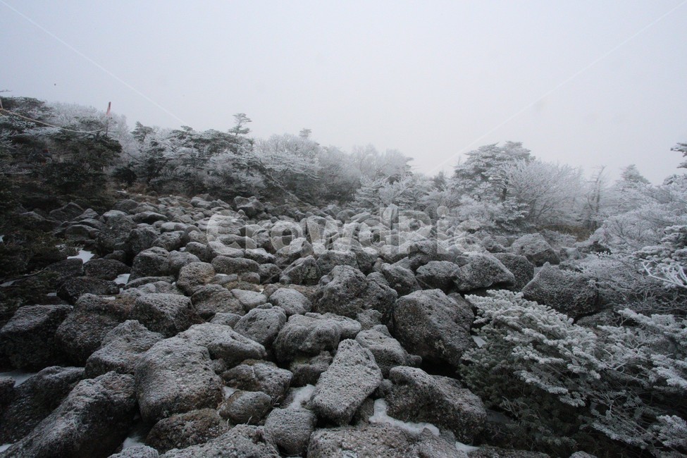 한라산,제주도,산,상고대,눈,눈꽃,겨울,snow,돌,stone,자연,풍경,nature,landscape
