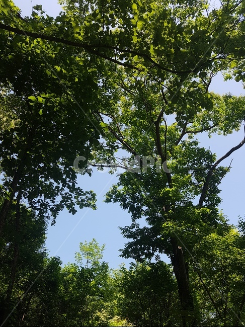 나무,하늘,나무하늘,파란히늘,초록,숲,여름