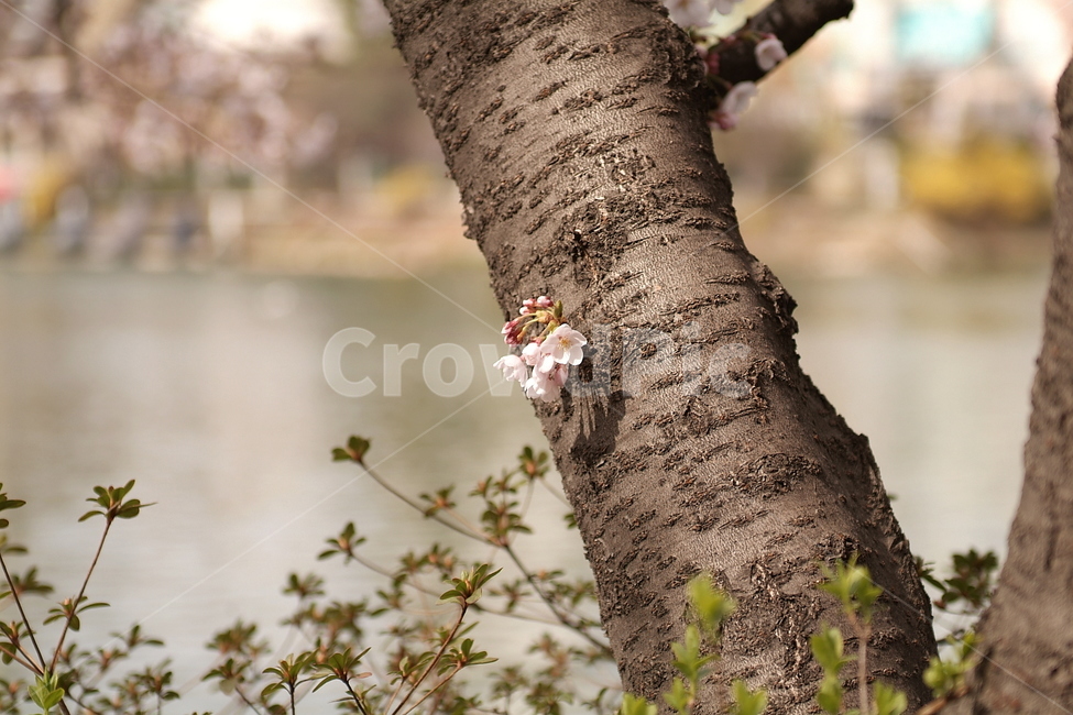 봄,벚꽃,꽃,핑크,풍경,경치,계절,식물,자연,감성,색상,색채,색감,컬러,plants,pink,flower,sense,color