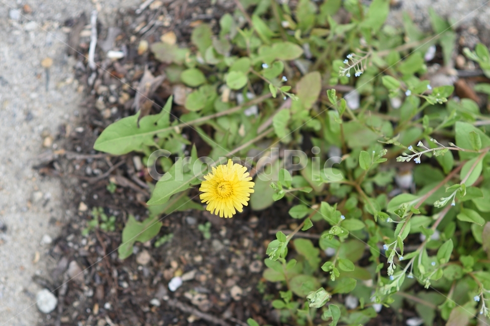 민들레,꽃,flower,봄,노란색,노란꽃,식물,자연,plants,nature,꽃,flower