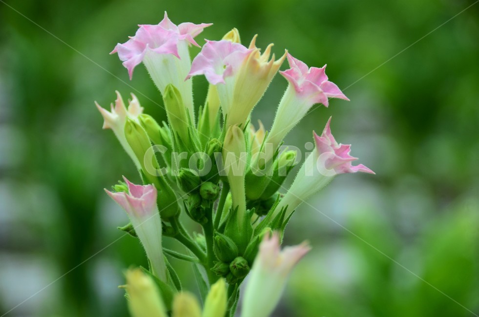 담배,담배꽃,남미원산,니코티아나타바쿰,재배담배,경제작물,식물,자연,plants,nature,꽃,flower