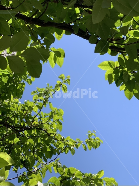 나무,하늘,여름,잎사귀,맑음,나뭇잎,초록,파랑,청량,summer,sky,leaf