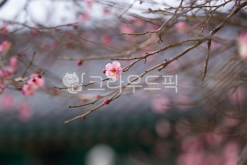 plum blossom,flower,tree,branch,petal,spring,spring flower,news of spring,temple,out of focus,close up