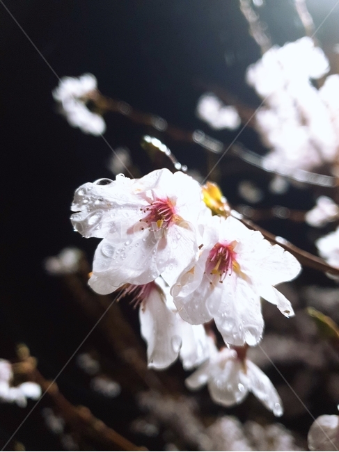 벚꽃,밤벚꽃,봄,벚나무,이슬,봄,계절,spring,season,야경,밤,풍경,nightscape,night,landscape,식물,자연,plants,nature,꽃,flower,plant,pollen,화분