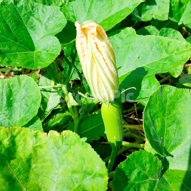 호박,호박꽃,호박잎,여름,초록,노랑