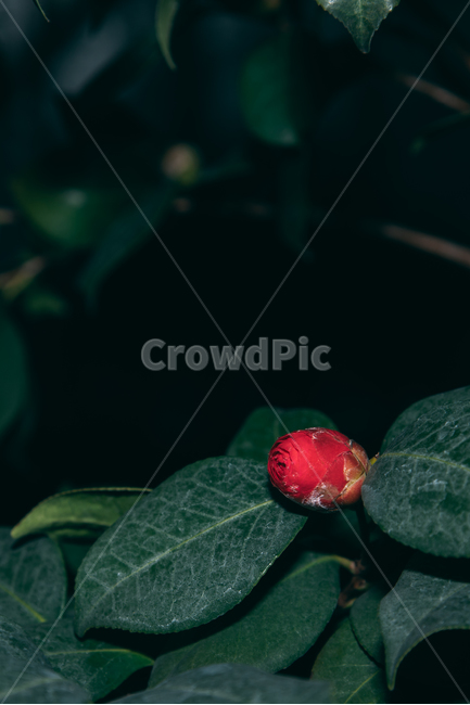 동백꽃,꽃,동백,동백나무,봄꽃,빨강,초록,빛,식물,자연,plants,nature,flower,bloom,배경화면,꽃봉오리,식물,자연,plants,nature,꽃,flower