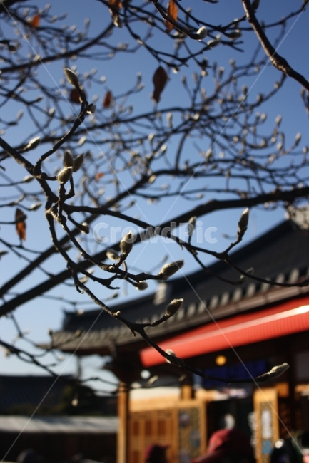 동백나무,한옥,기와,겨울,나무,한국전통,한국문화,korean traditional,korean culture,식물,자연,plants,nature,꽃,flower