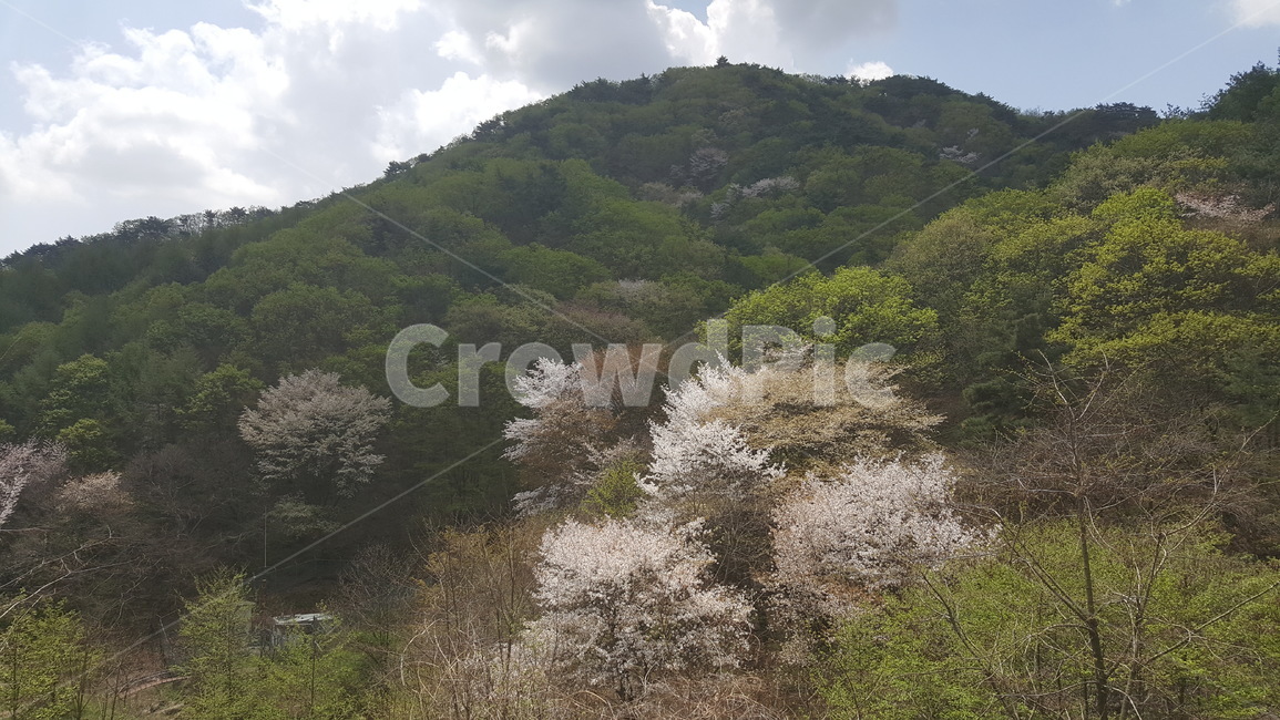 산,봄,팔공산,나무,구름,그림자,mountain,tree,spring,palgongsan,hide,대구,daegu,자연,풍경,nature,landscape,outdoors,옥외