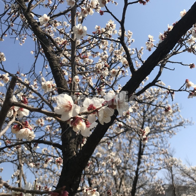 꽃,봄,하늘,매화,매화꽃,날씨,화창,봄,계절,spring,season,plant,식물,blossom,flower