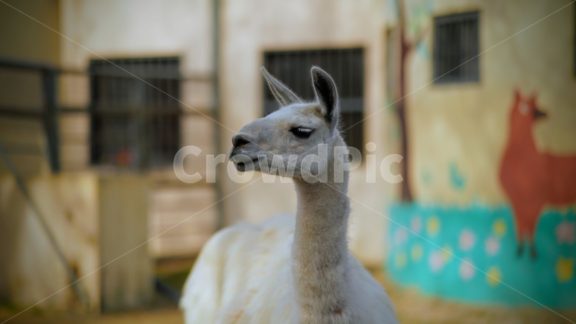 라마,동물,llama,낙타과,초식동물,포유류,동물,animal,포유류,mammal