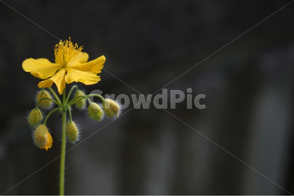 애기똥풀,봄,노란,희망,따스함,사랑,봄,계절,spring,season,식물,자연,plants,nature,꽃,flower,plant,geranium,제라늄,blossom