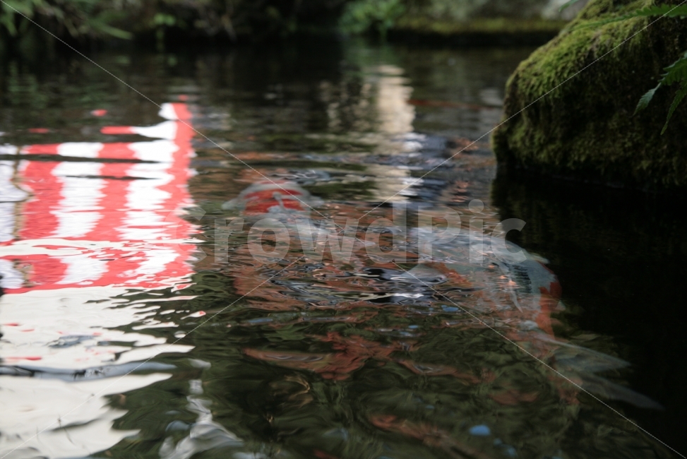 물고기,빛,색감,풍경,배경,일상,감성사진,움직임,운동감,자연,풍경,nature,landscape,water,물,outdoors,옥외