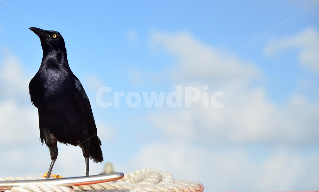 animal,새,동물,까마귀,검은새,동물,animal,조류,새,birds