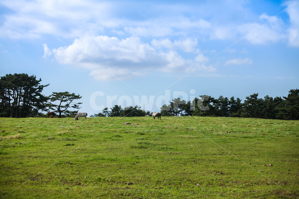 제주,제주도,초원,잔디,하늘,구름,나무,초록,자연,풍경,nature,landscape,제주도,jeju,jeju island,grass,plant,식물,outdoors,옥외,field,들,grassland,목초지