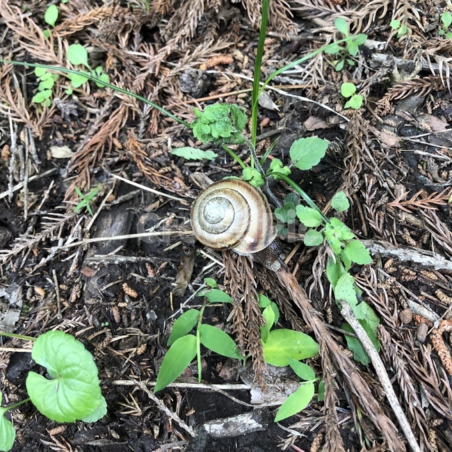 달팽이,snail,발견,자연,흙,땅