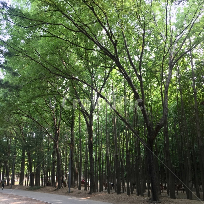 숲,나무,여름,자연,잎,산림