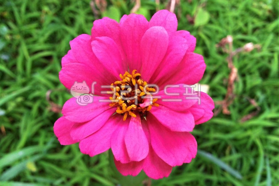 dark pink,plant,horticultural plants,zinnia,ornamental,flower