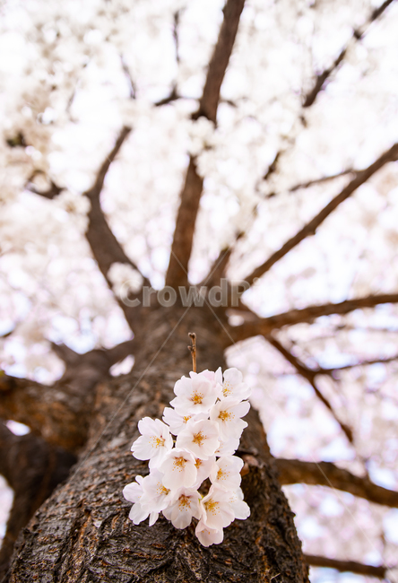 나무,꽃,벚꽃,자연,봄,spring,tree,flower,blossom,nature