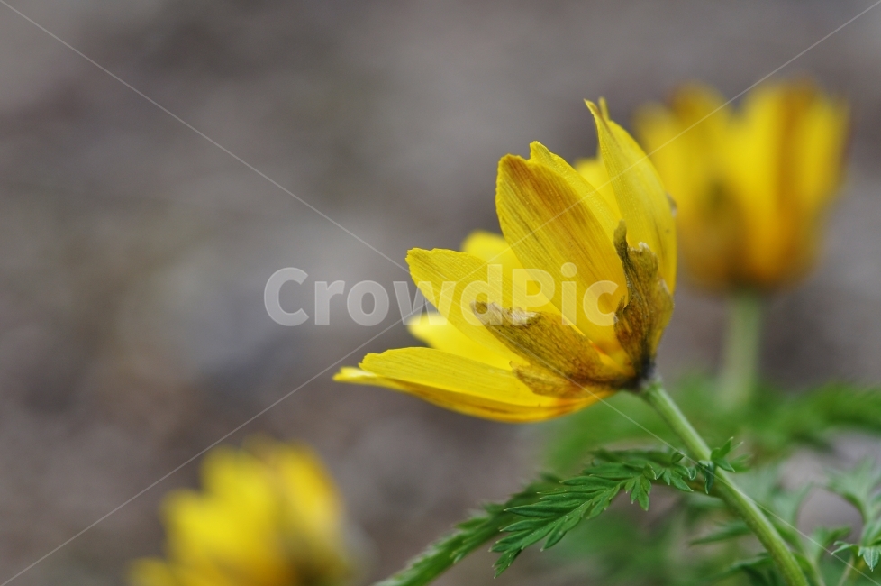 복수초,노란꽃,봄꽃,꽃,자연,식물,자연,plants,nature,꽃,flower