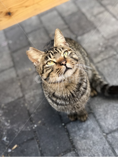 고양이,동물,길고양이,cat,도둑고양이