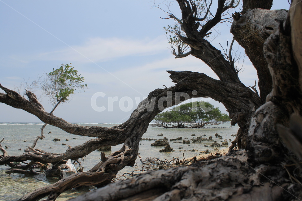 인도네시아,길리,해변,나무,나무해변,indonesia,gili,beach,beachandtree,vacation,nature,sea,고즈넉