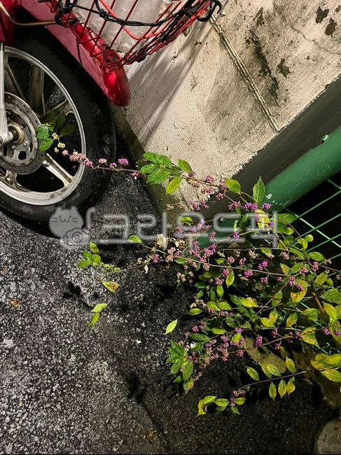 motorcycle,Distance sensibility,rain,wet flower,road sensibility,road name,flower