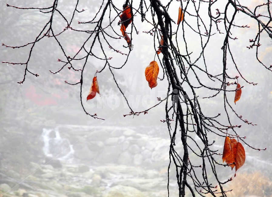 산안개,안개낀산,가을산,낙엽,단풍,가을,계절,fall,autumn,season