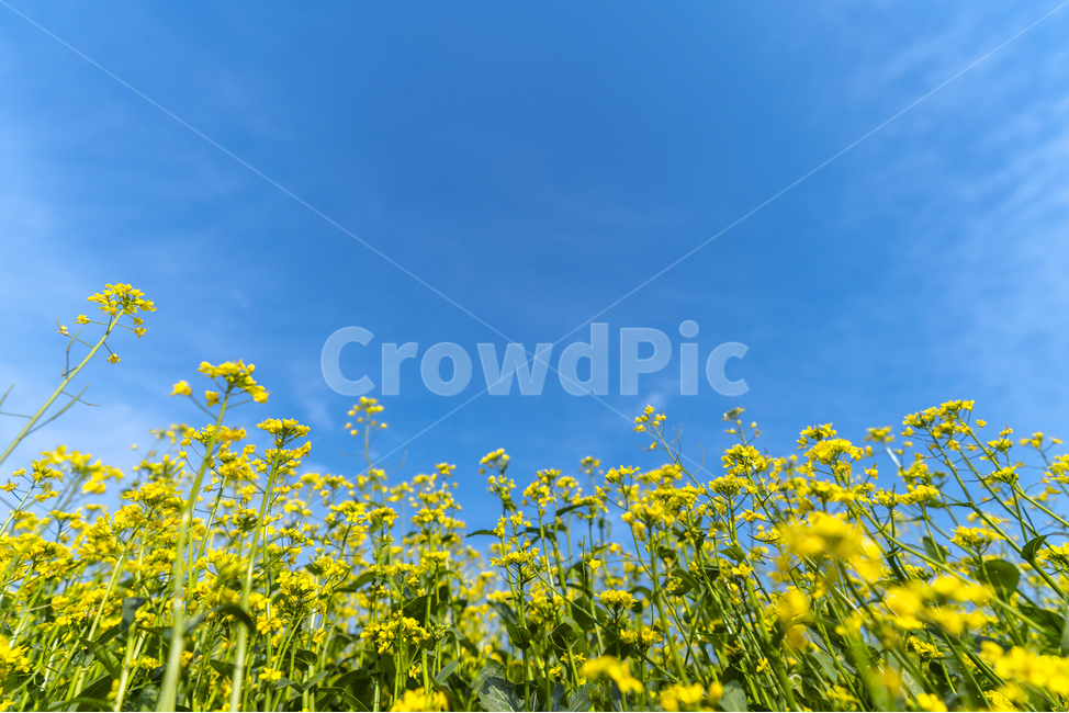 유채꽃,파란,하늘,꽃,자연,나무,구름,sky,tree,cloud,rapeflower,flower,자연,풍경,nature,landscape,식물,plants,꽃,flower,field,들,grassland,목초지,outdoors,옥외