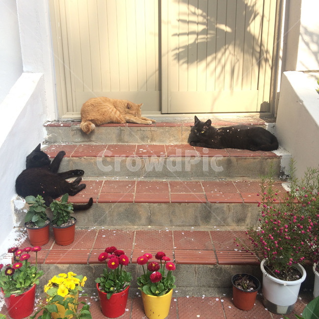 고양이,검은고양이,노란고양이,꽃,화분,낮잠,동물,animal,포유류,mammal,고양이,cat,kitten,kitty