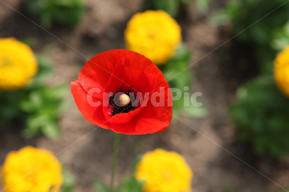 식물,꽃,수목원,여름,flower,식물,자연,plants,nature,꽃,flower