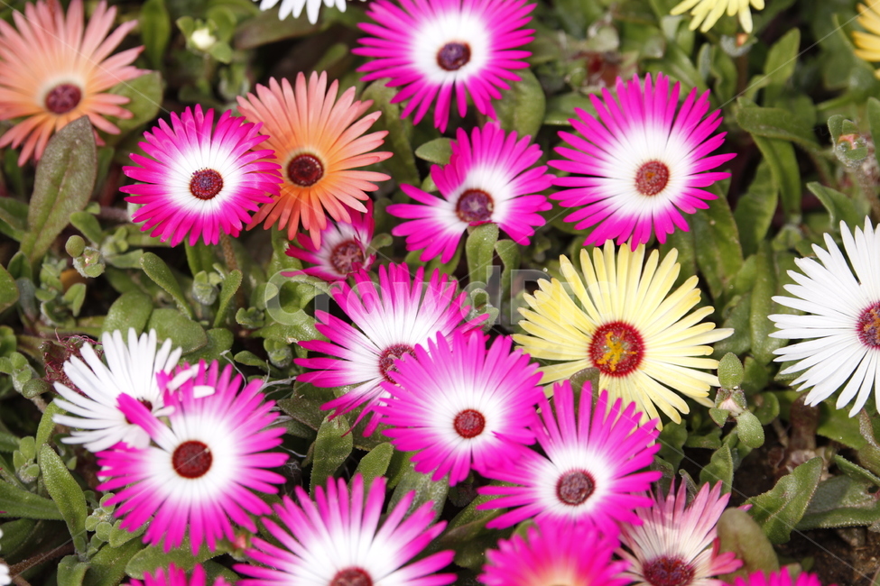 봄날,배경,공원,spring,flower,봄꽃,축제,화려한,아름다운,붉은,우아한,garden,꽃축제,식물,계절,예쁜,꽃,정원,화단