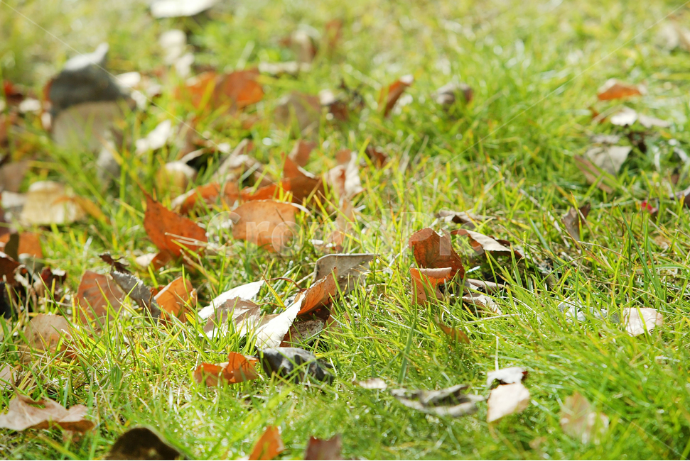 ground,바닥,plant,식물,leaf,잎,낙엽,leaves,잔디,그린,green,햇빛,가을,autumn,풍경,landscape,가을,계절,fall,autumn,season