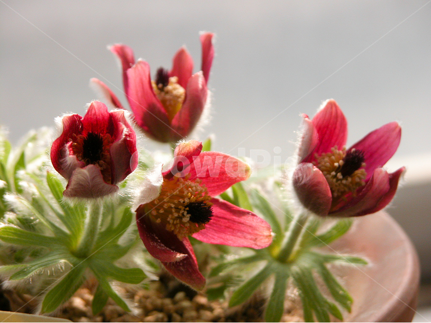 관상,화초,화분,식물원,꽃,식물,자연,plants,nature,꽃,flower